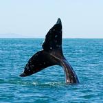 Dockside Charters, Inc