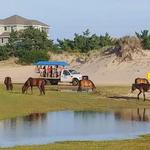Wild Horse Adventure Tours