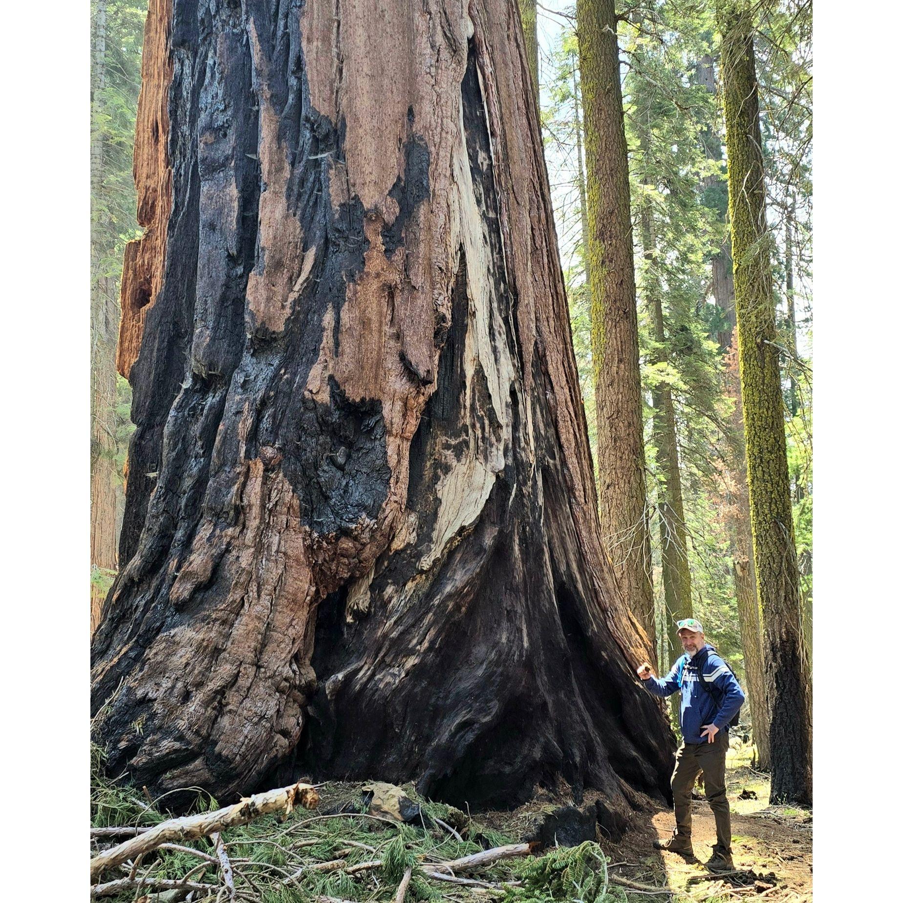 Mike and the big sequoia