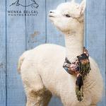 Alpacas of Somerset Farm