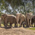 San Diego Zoo