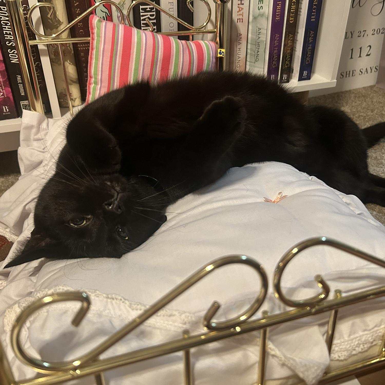 Fitzgerald is a sleepy cat