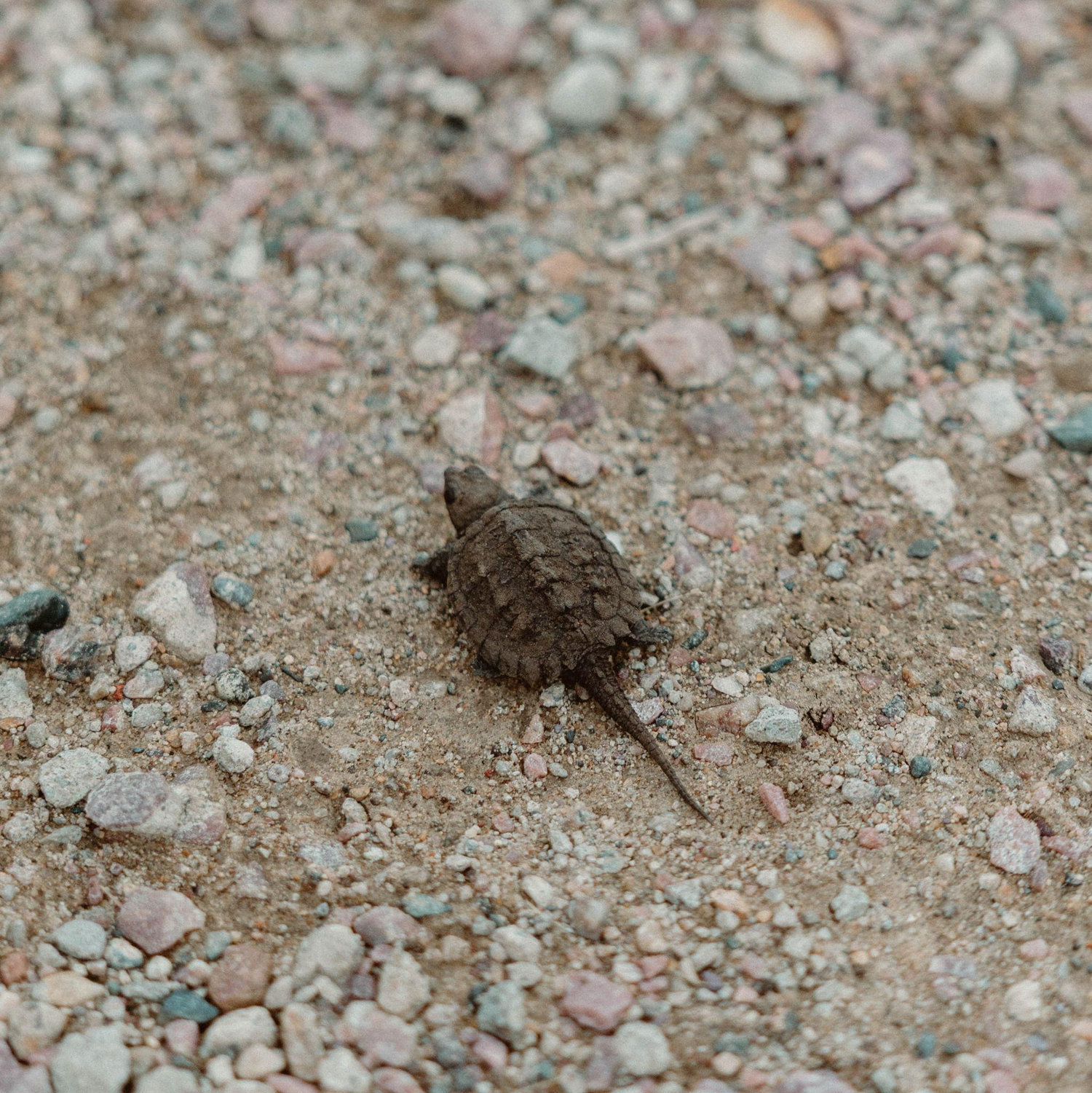 The turtle in question