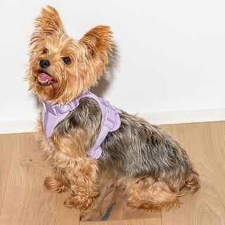 Cushioned Dog Harness