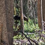 Estes Park