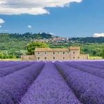 Lavender & Sunflower Field