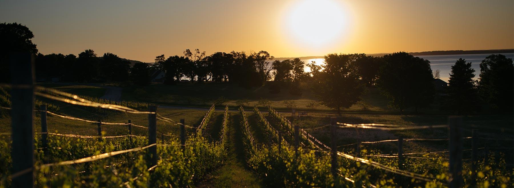 The Wedding Website of Sarah Guinot and James Michalski