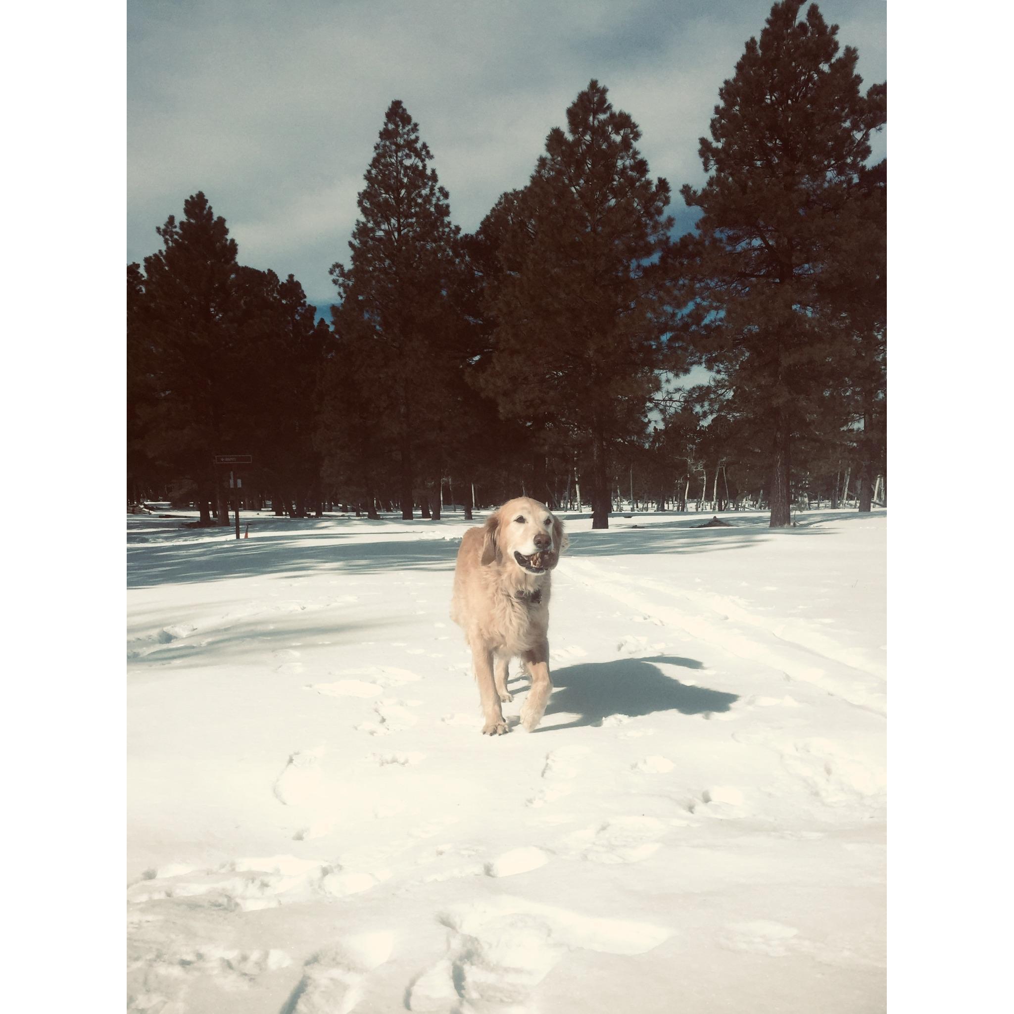 Skyler Bear fetching a ball in the snow at Nordic Village while camping with us and friends in a yurt, 2019