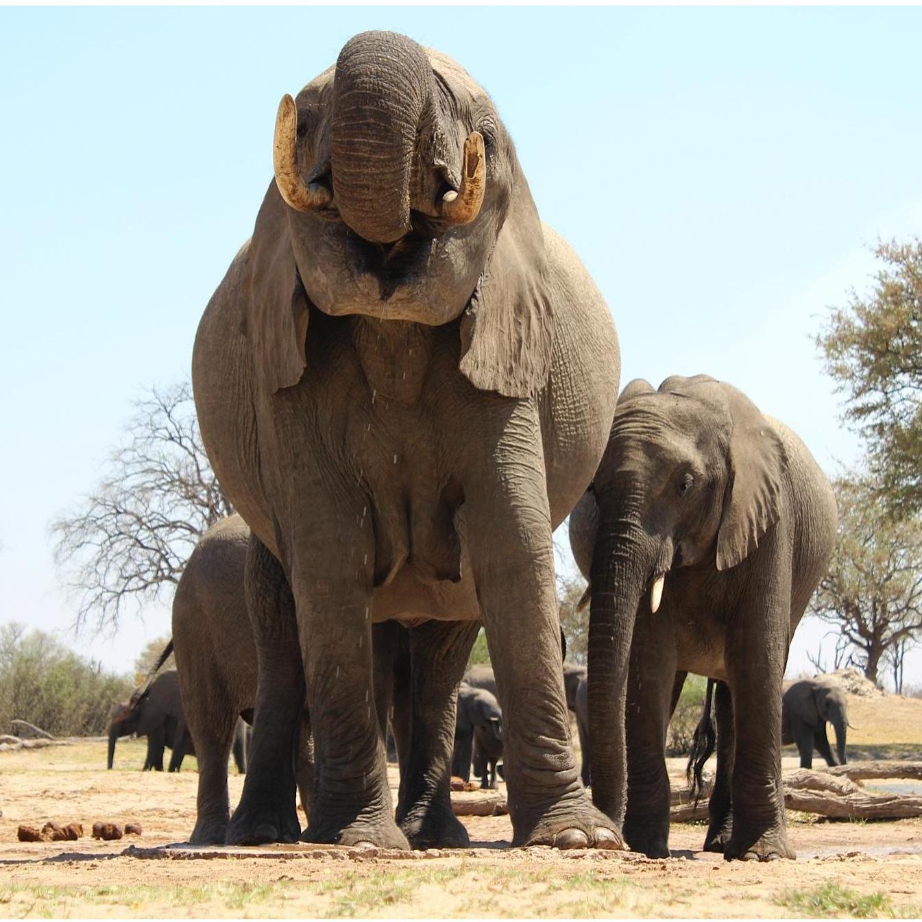 The bush, Zimbabwe