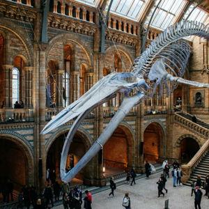 Museum Tour in London
