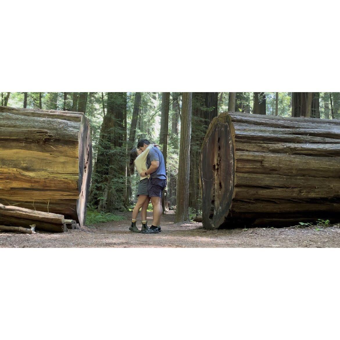 The Redwoods 2023