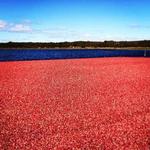 Milestone Cranberry Bog