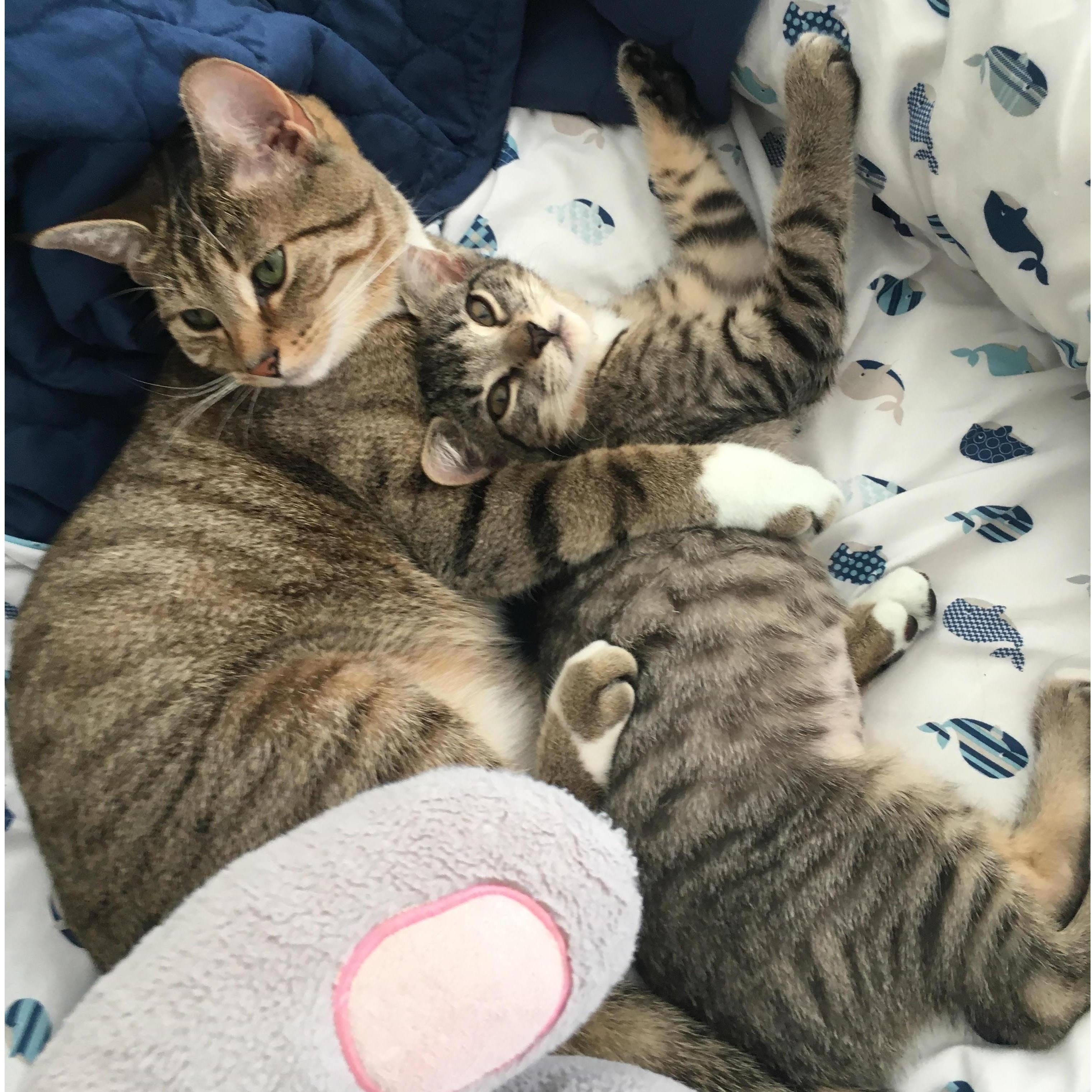 Our two baby girls, Jade and Ruby