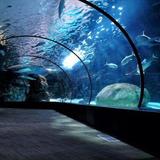 Newport Aquarium