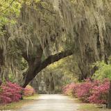 Bonaventure Cemetery