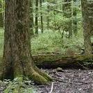 Sears Woods State Nature Preserve