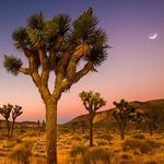 Joshua Tree National Park