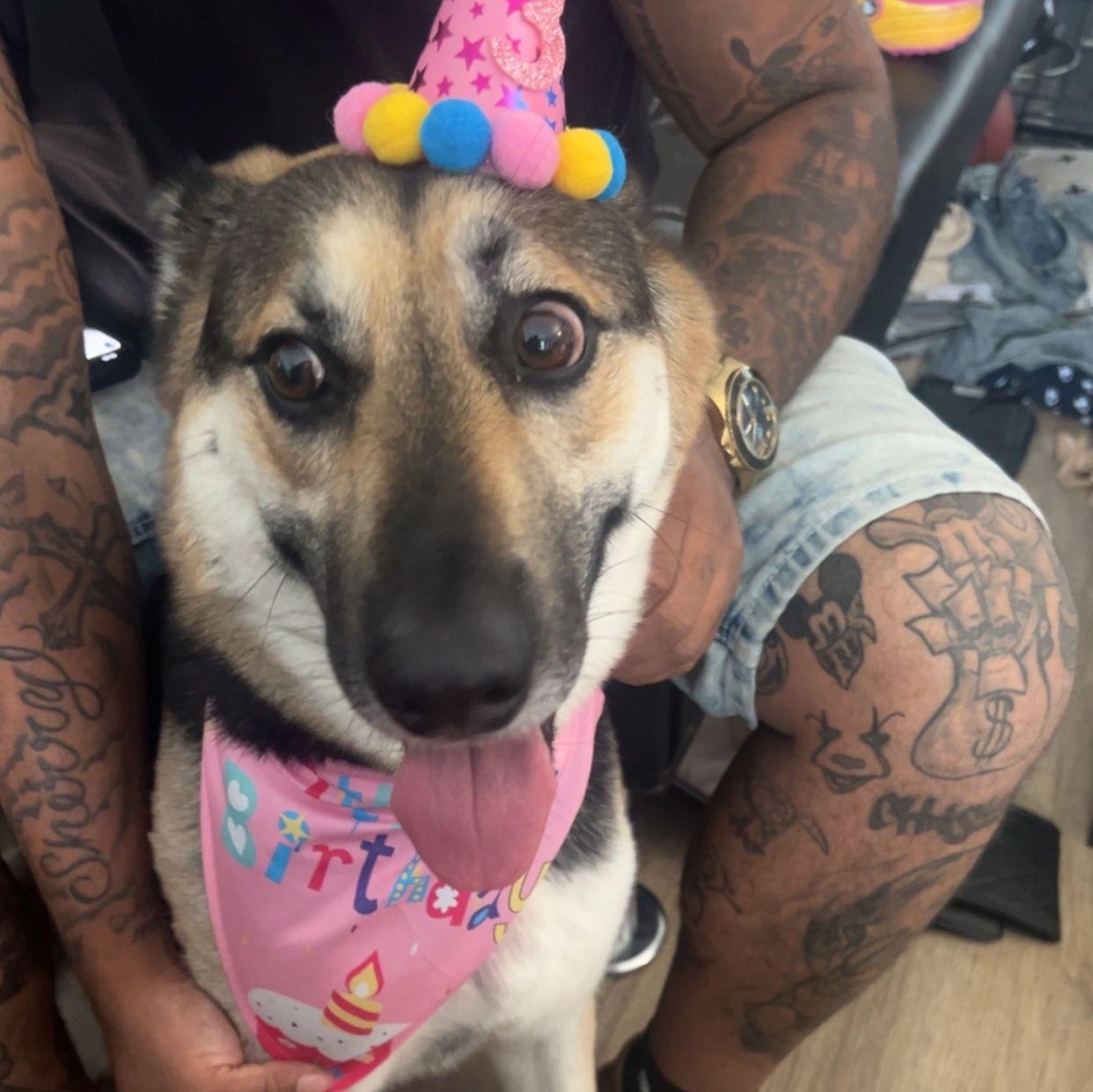 Our dog Kali turned 3