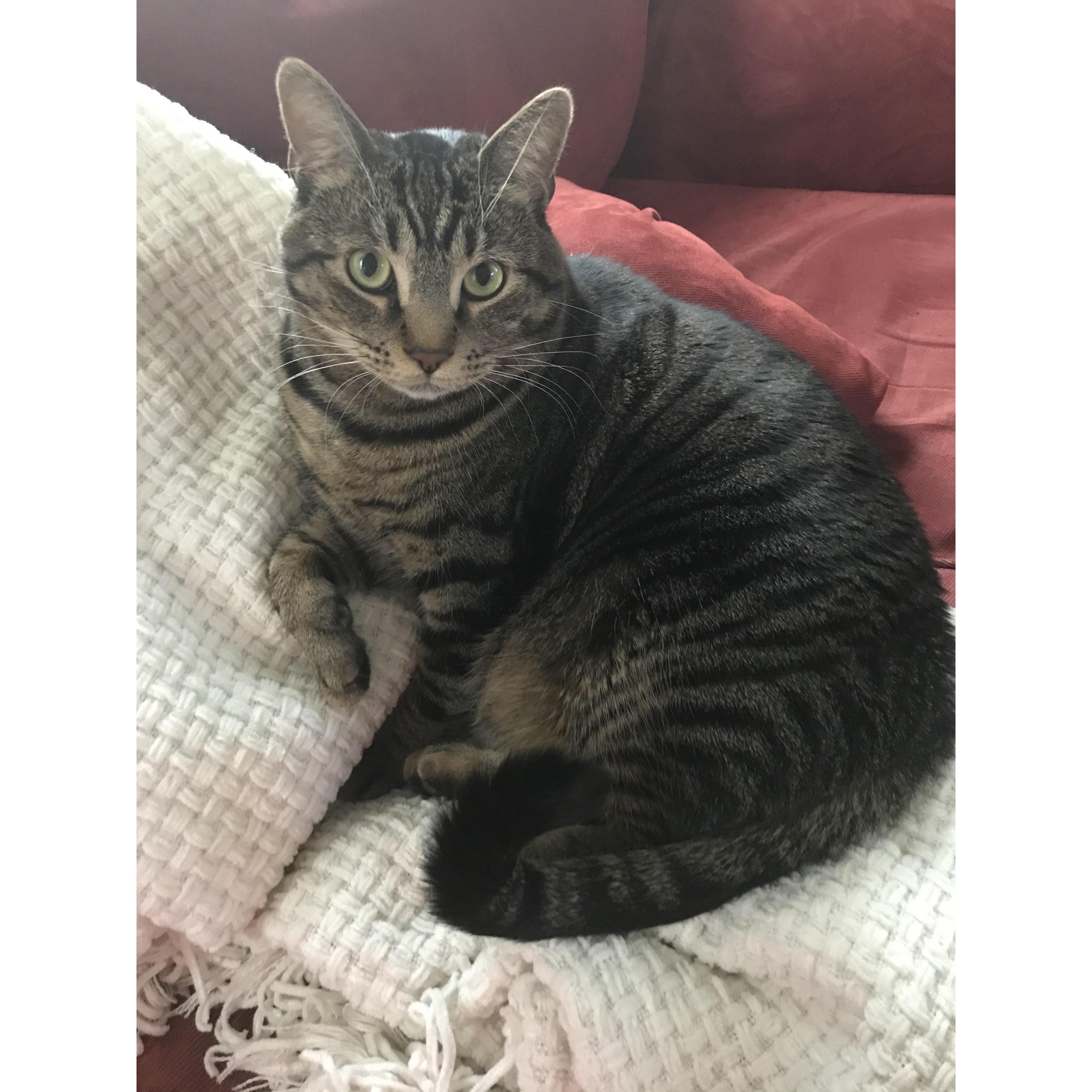 Our sweet cat Mokey