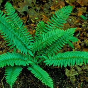 Christmas Fern