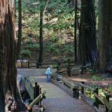 Muir Woods National Monument