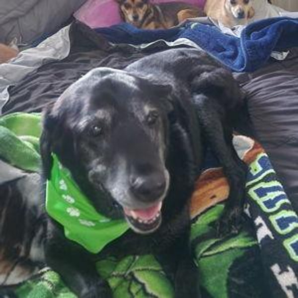 Year's Supply Of Pet Treats