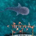 Oslob Whale Shark Watching