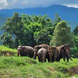Elephant Sanctuary