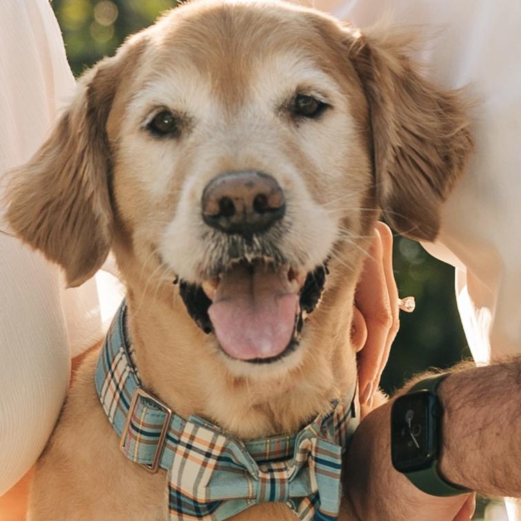 Pet Hotel For Louie