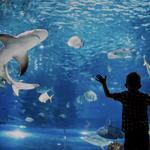 Mississippi Aquarium