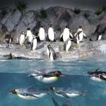 Saint Louis Zoo