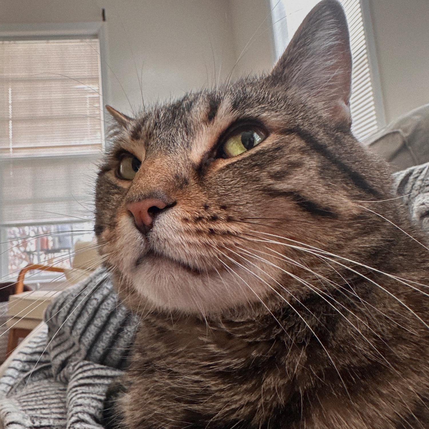 Gurdie giving side eye
