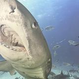 New England Aquarium