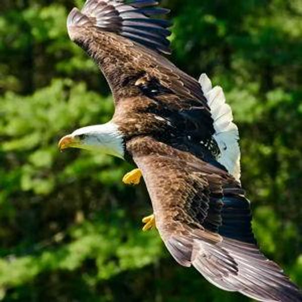 Rainforest Wildlife Sanctuary & Totem Park