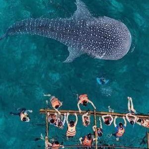 Snorkeling with Whale Sharks Honeymoon Adventure