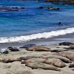 Friends Of The Elephant Seal Visitor Center and Gift Shop