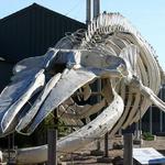 Seymour Marine Discovery Center