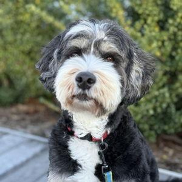 Peter Owes Jenny a Dog Fund