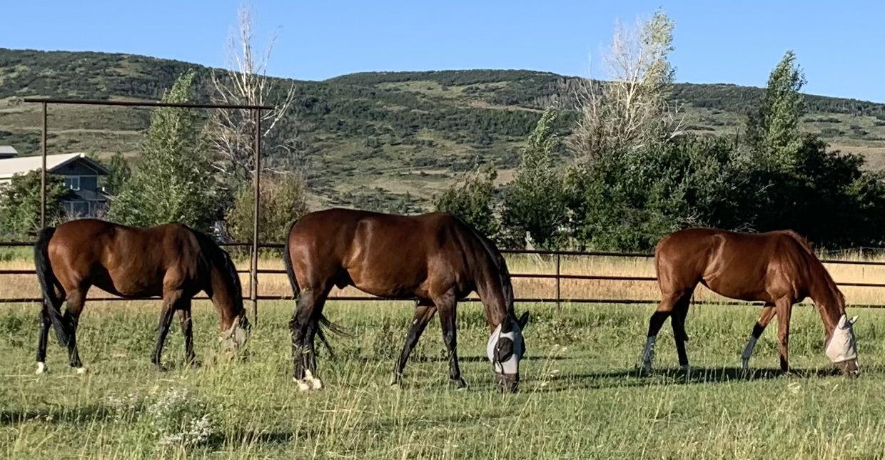 The Wedding Website of Bailey Bartholomew and William Herchenbach