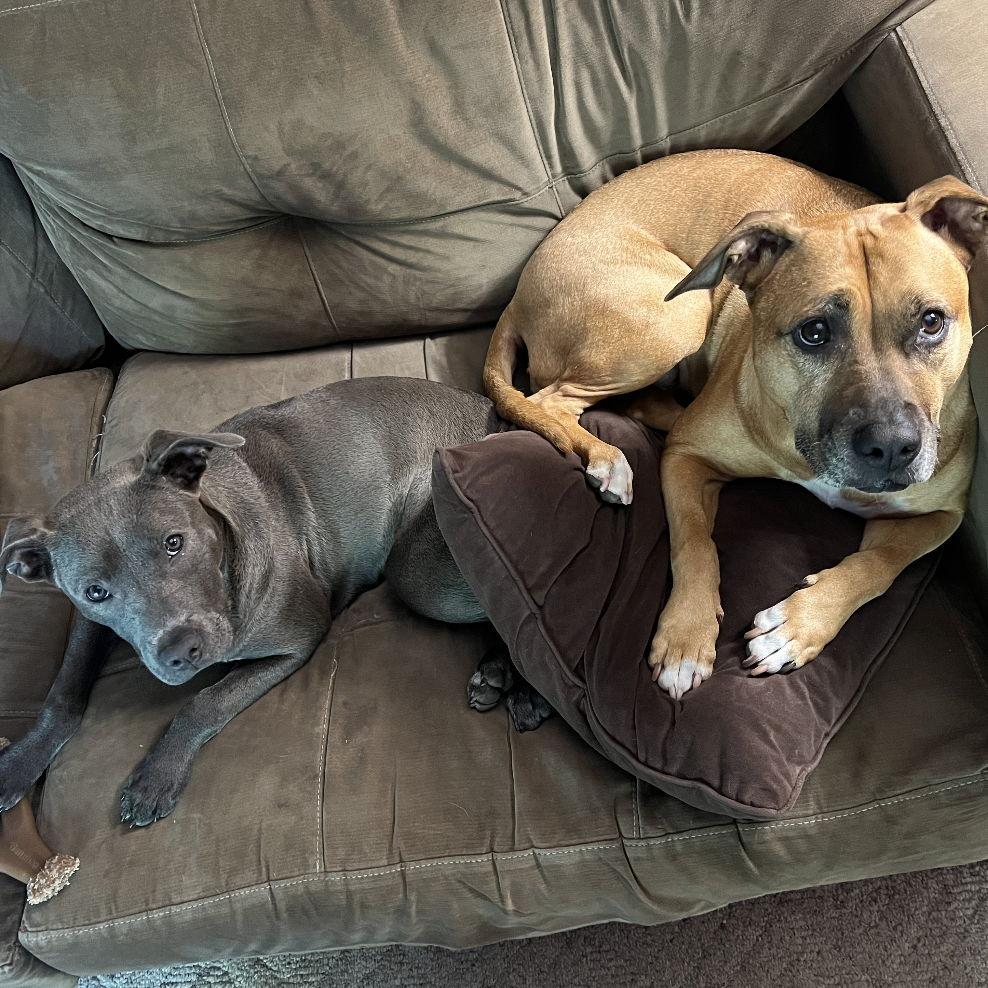 Lola (brown) and Frida (Grey). Audrey's parents dogs.. Lola is her one TRUE love hehe sorry Connor