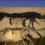 Meuseum of the Rockies