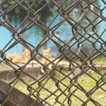 Port Harcourt Zoo