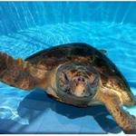 Loggerhead Marinelife Center