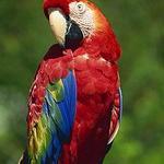 Alturas Wildlife Sanctuary