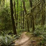 activity - forest park