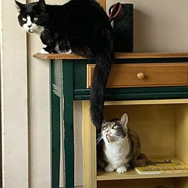 Cat-sitting fund