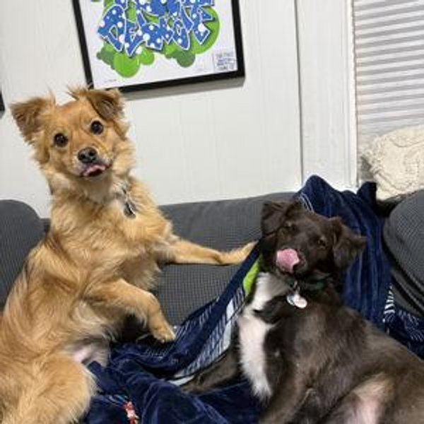 Angel & Ringo Fund