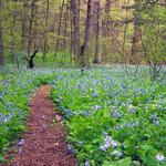 Bowman's Hill Wildflower Preserve