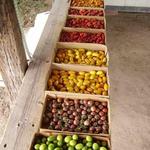 Small Potatoes Farm