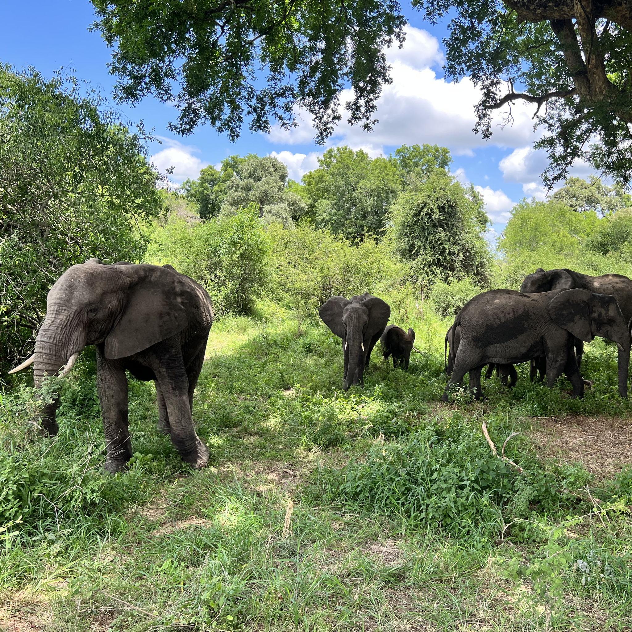 During our Kruger National Park safari in Mpumalanga South Africa December 2022.